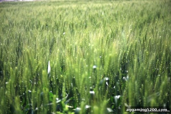 波胆实战手册：深入解析快捷支付红包的策略与风控