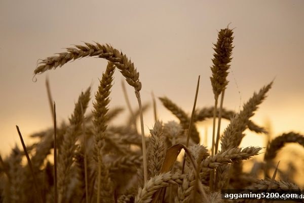 波胆解密首次充值优惠：从领取到最大化收益的完整指南